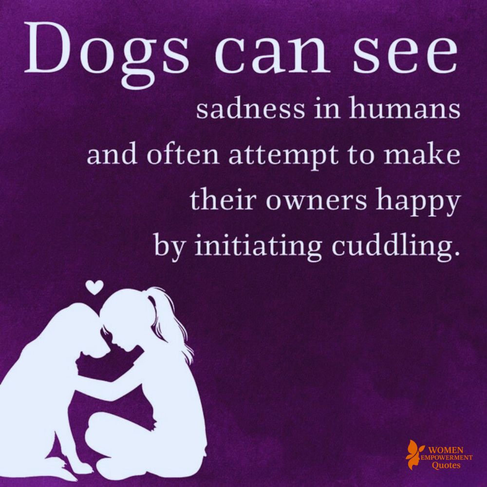 When Your Heart Breaks, They Know: The Quiet Wisdom of Dogs