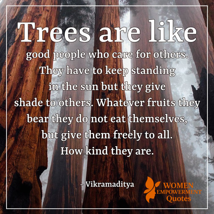 The Silent Teachers: What Trees Can Show Us About True Kindness