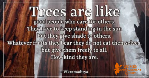 The Silent Teachers: What Trees Can Show Us About True Kindness